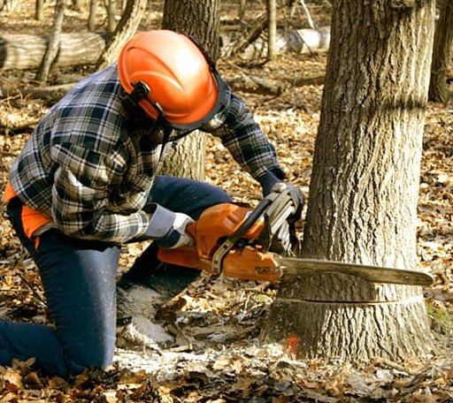 Tree Removal in Irondale, OH